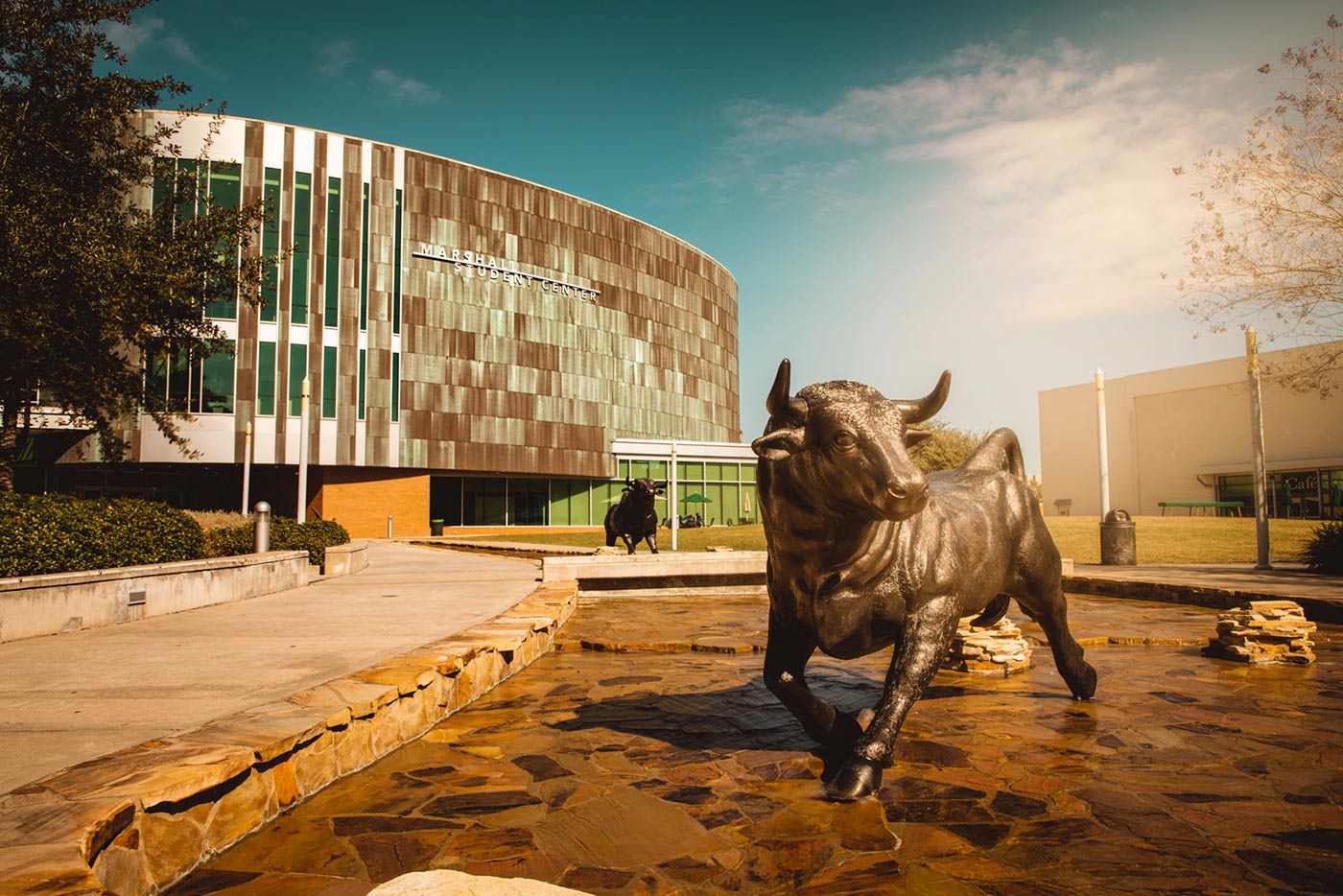 USF Bulls Tampa